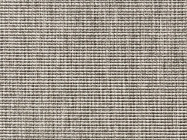 Cissus 6339_92 Cissus 6339_92